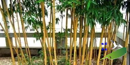 “火焰蓝”植物小课堂（第6集）——佛肚竹